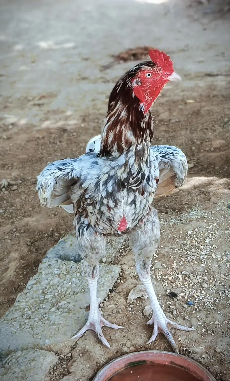 Aseel Muraga mianwali — photo 3