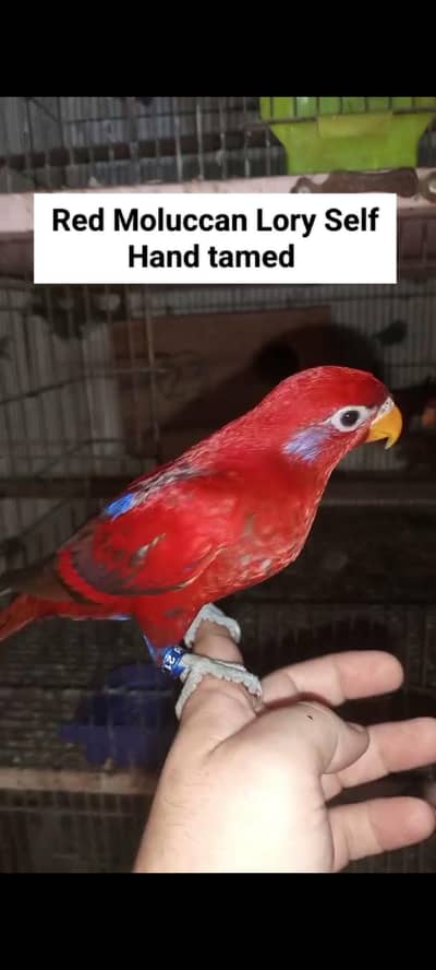 Sunconure | Lovebirds | Blue Cinnamon | Turquoise | Red Moluccan Lory