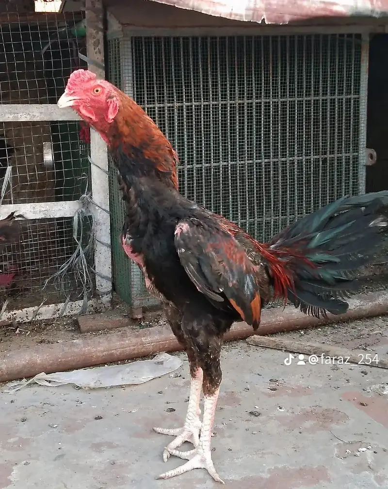 ASEEL PAIR FOR SALE — photo 2