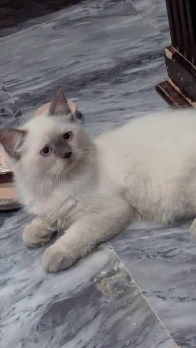 3 month both male for sale urgent
