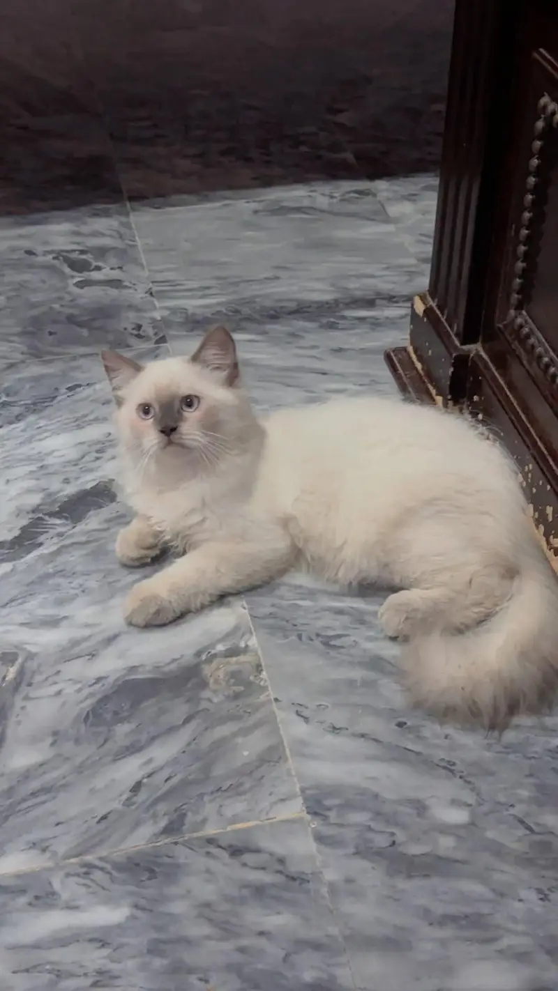 3 month both male for sale urgent — photo 2