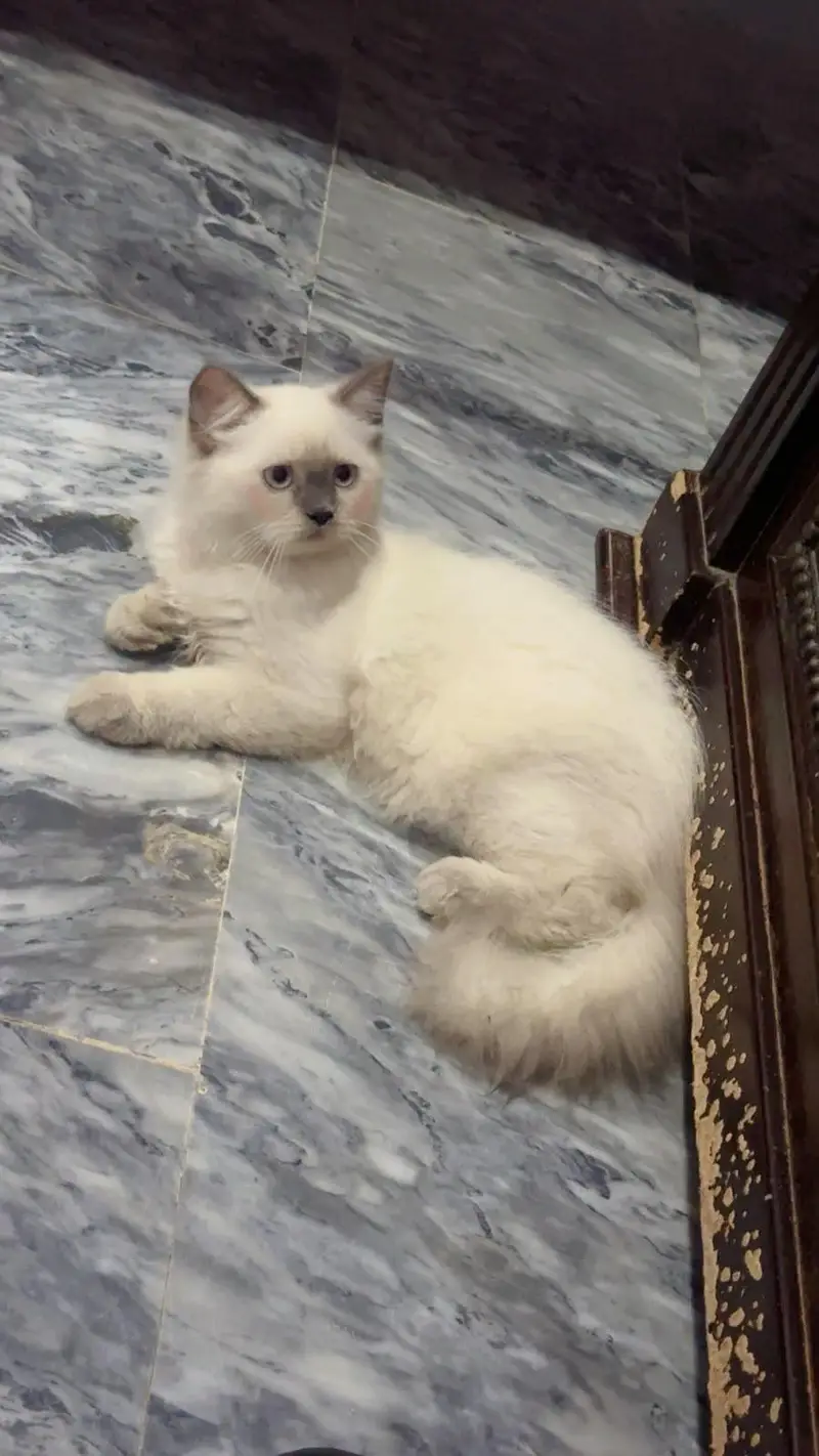 3 month both male for sale urgent — photo 3