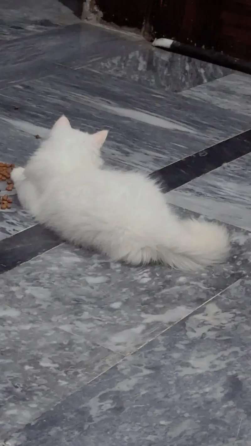 3 month both male for sale urgent — photo 4