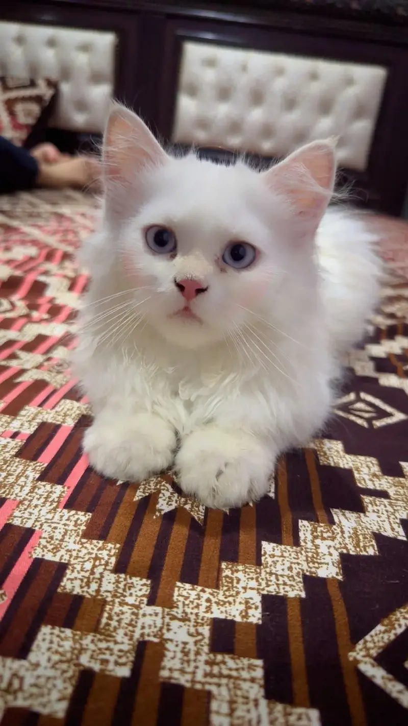 3 month both male for sale urgent — photo 5