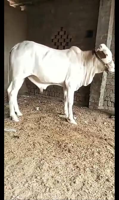cow for sale