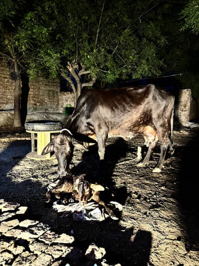 Cow for sell hai 1 month 10 din howy Abi bacha dya