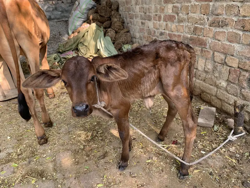 Cow for sell hai 1 month 10 din howy Abi bacha dya — photo 2