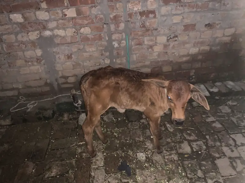 Cow for sell hai 1 month 10 din howy Abi bacha dya — photo 3