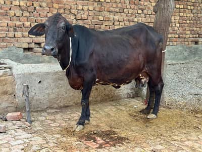 Cow for sell hai 2month 10 din howy Abi bacha dya
