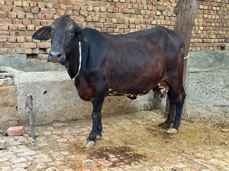 Cow for sell hai 1 month 10 din howy Abi bacha dya — photo 4
