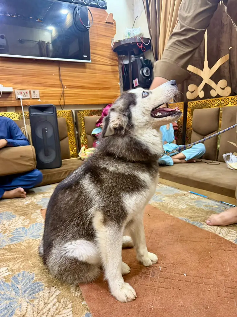 Siberian Husky Felamle Woolly Coat Full White "Bi-Eyed" — photo 3
