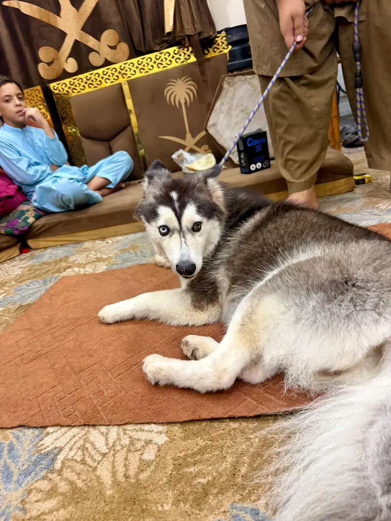 Siberian Husky Felamle Woolly Coat Full White "Bi-Eyed" — photo 4
