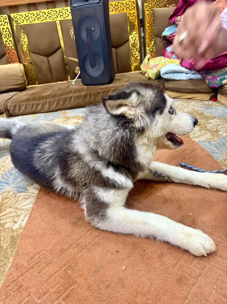 Siberian Husky Felamle Woolly Coat Full White "Bi-Eyed" — photo 5