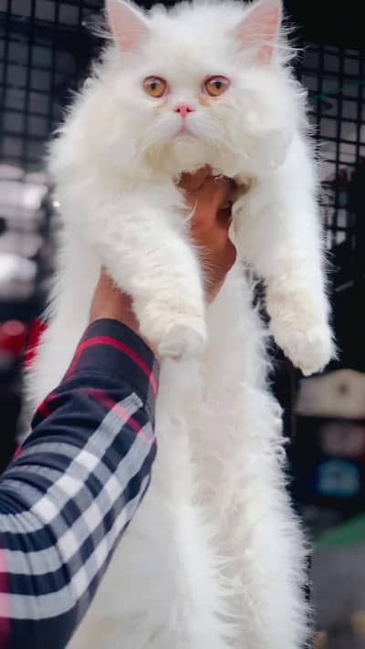 persian male cat