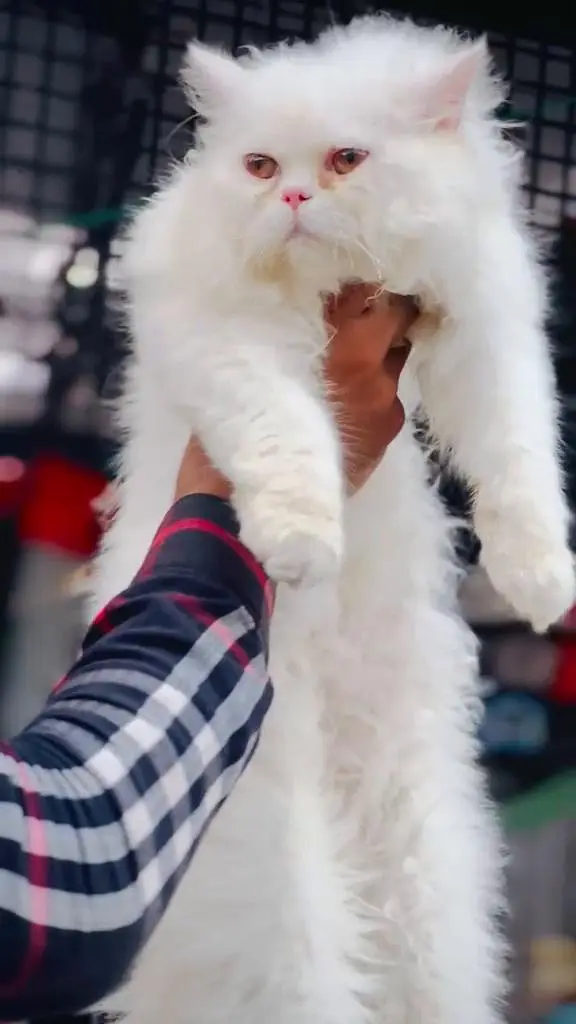 persian male cat — photo 2