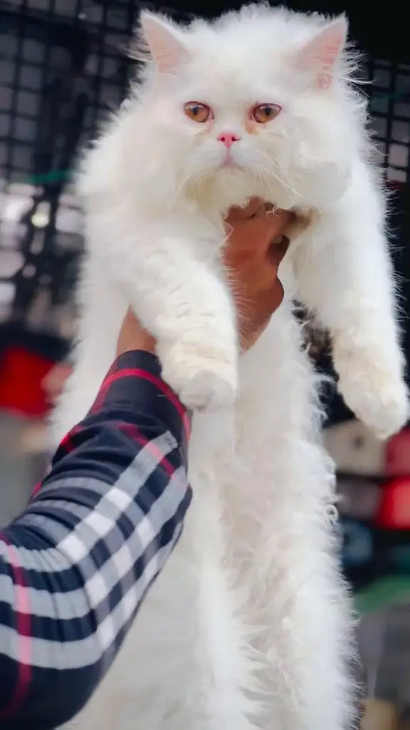 persian male cat — photo 3