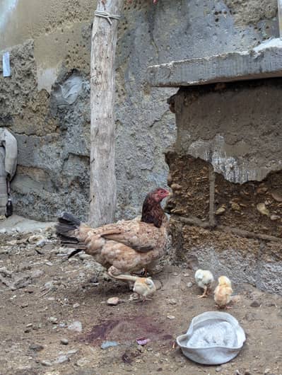 Ghar ki pali huwi Murgi he 8 bacho ke Sath or do pathi murgiya he