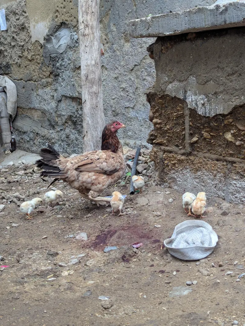 Ghar ki pali huwi Murgi he 8 bacho ke Sath or do pathi murgiya he — photo 2