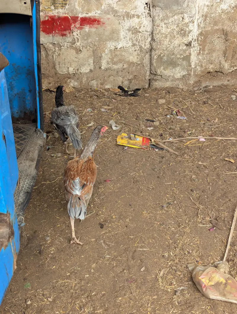 Ghar ki pali huwi Murgi he 8 bacho ke Sath or do pathi murgiya he — photo 4