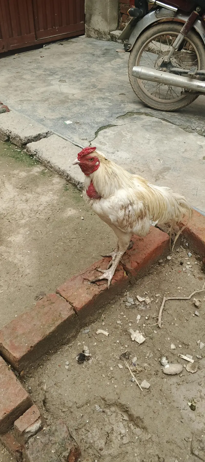 aseel Heera pair for sale — photo 2