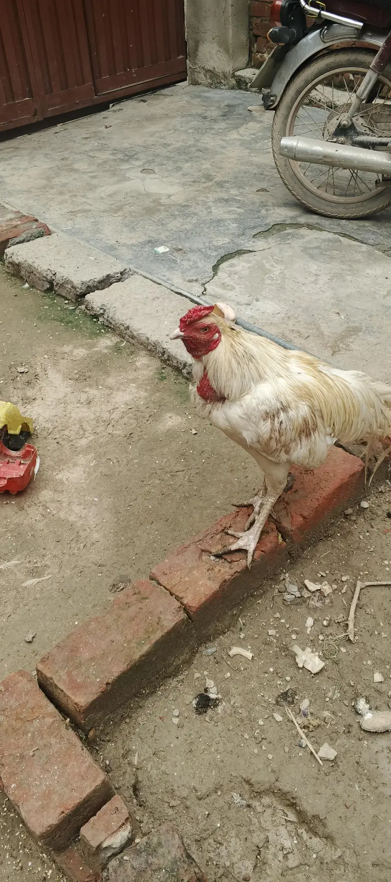 aseel Heera pair for sale — photo 3