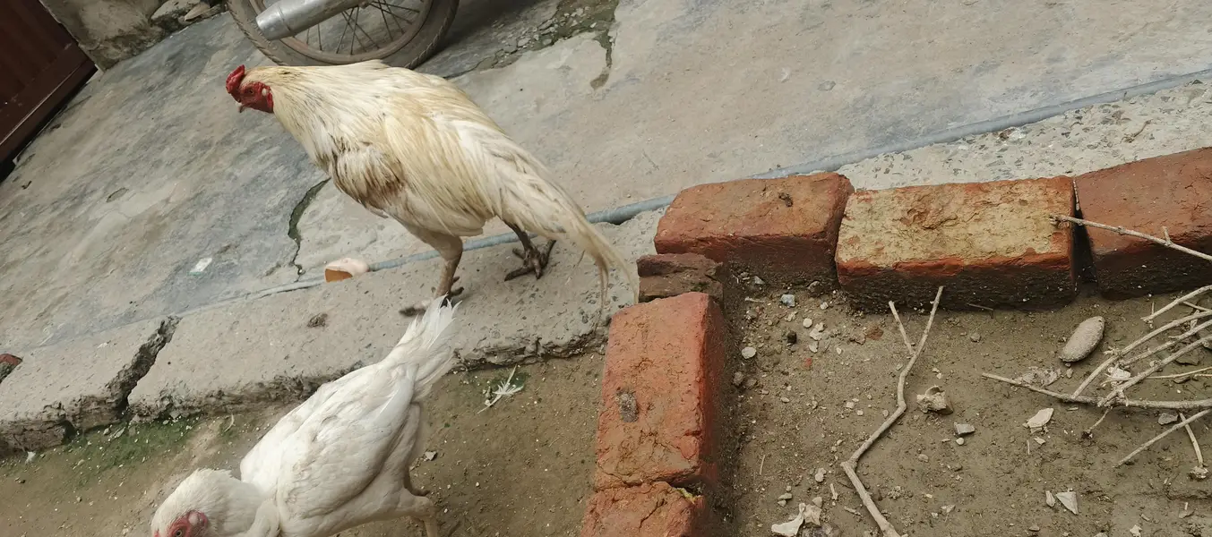 aseel Heera pair for sale — photo 4