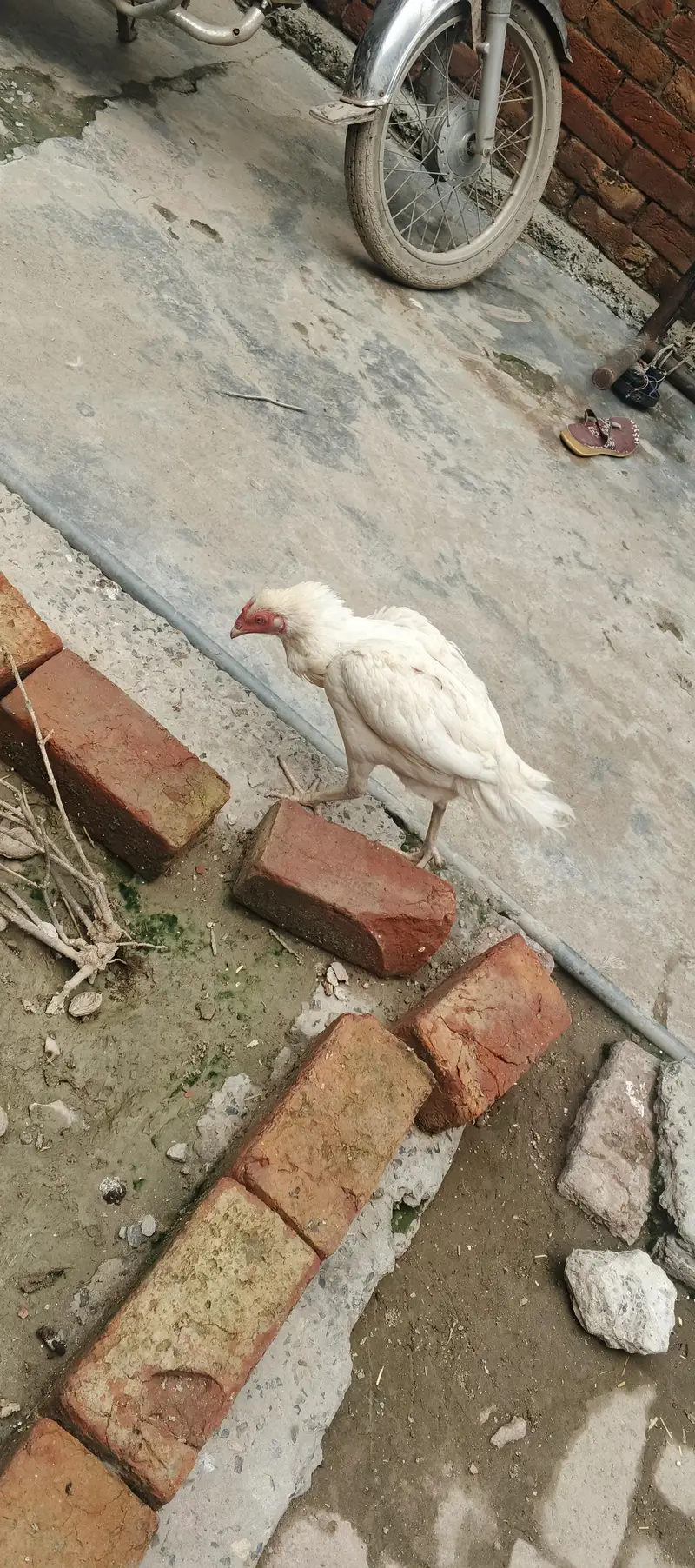 aseel Heera pair for sale — photo 5