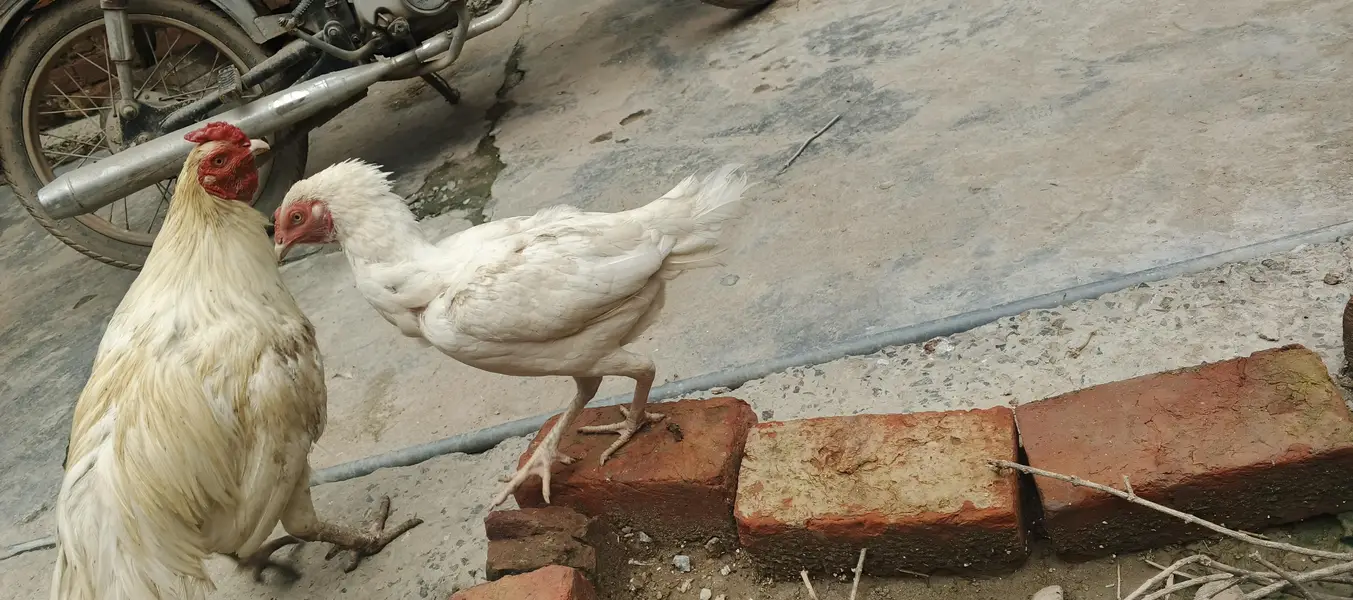 aseel Heera pair for sale — photo 6