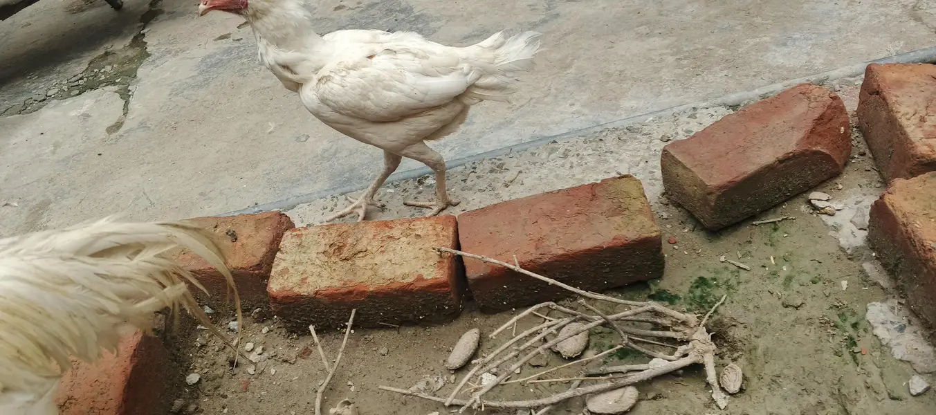 aseel Heera pair for sale — photo 7