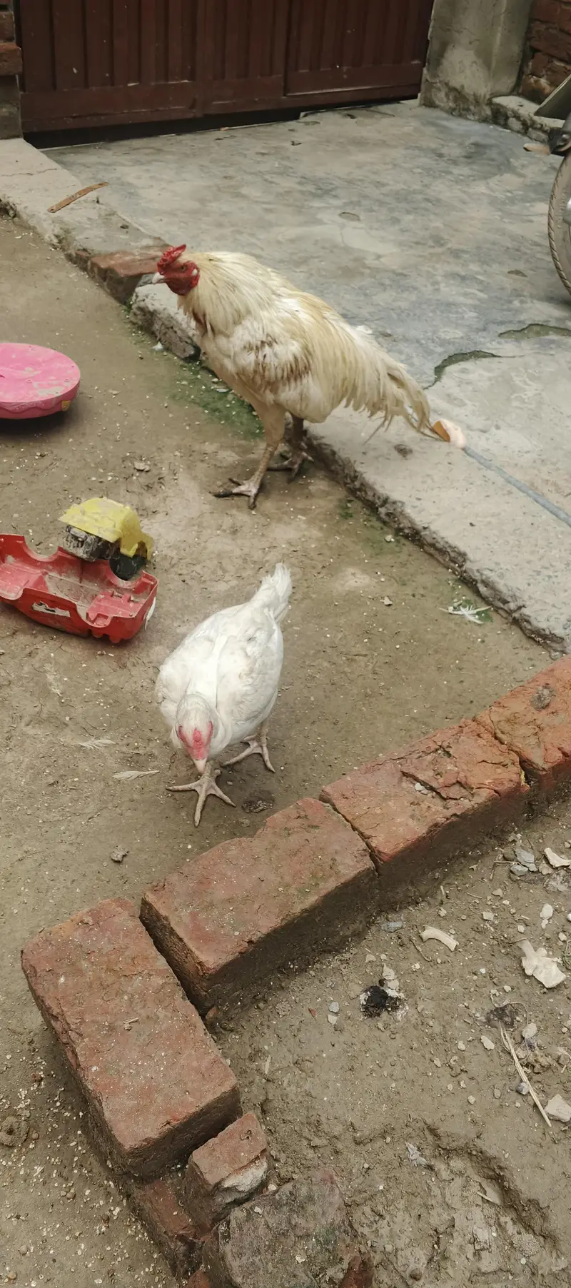 aseel Heera pair for sale — photo 8