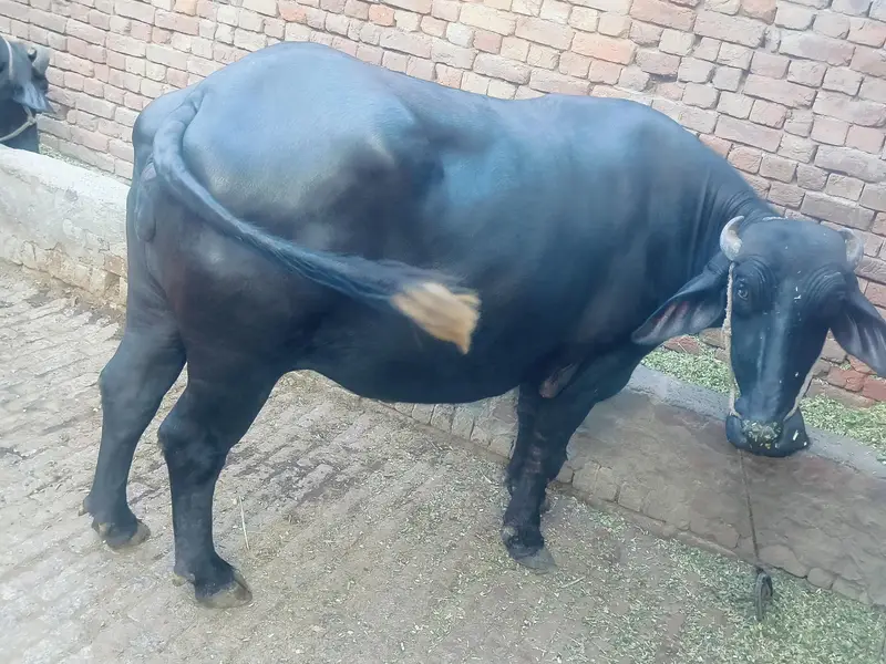 Pure Neeli Ravi — photo 2