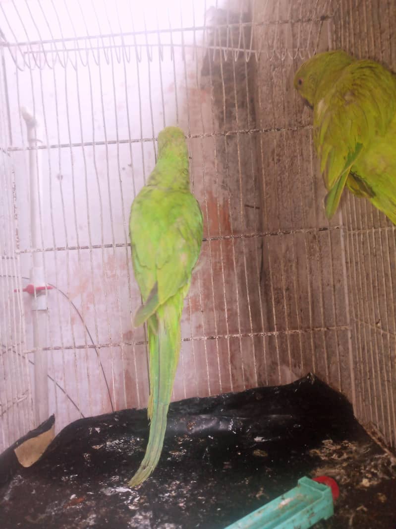 ringneck 1