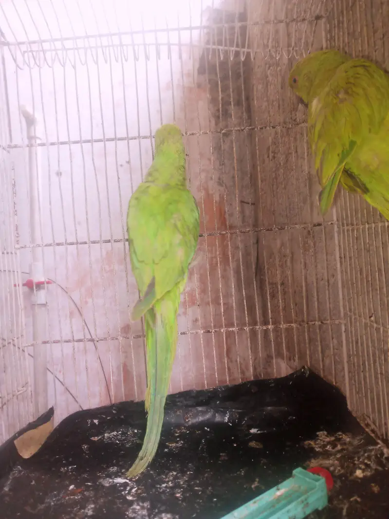 ringneck — photo 2
