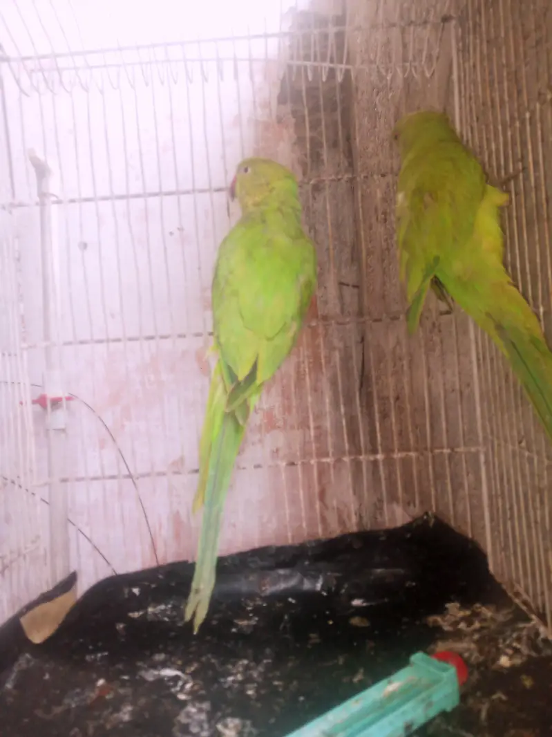 ringneck — photo 3