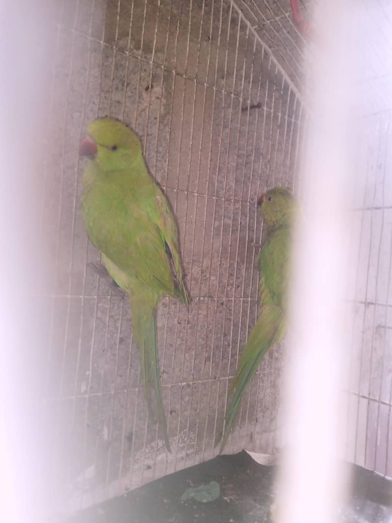ringneck 3