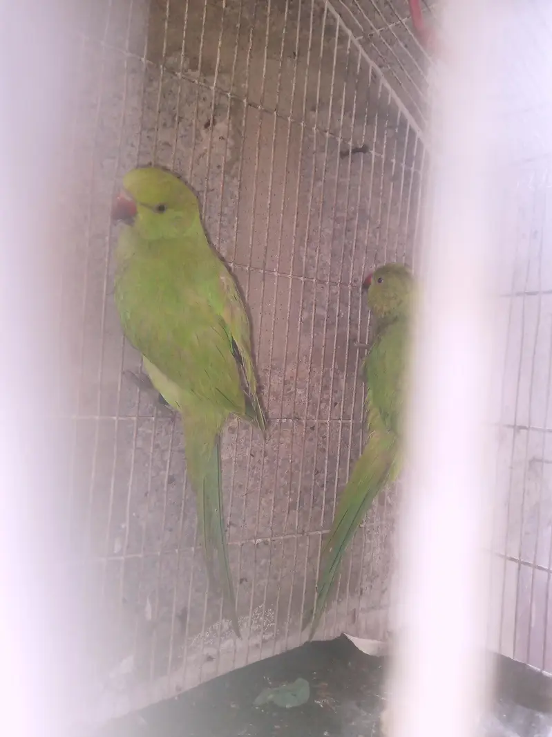 ringneck — photo 4