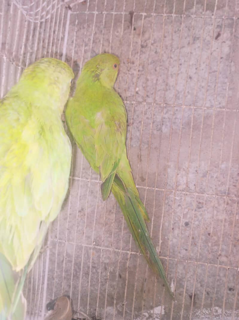 ringneck 4