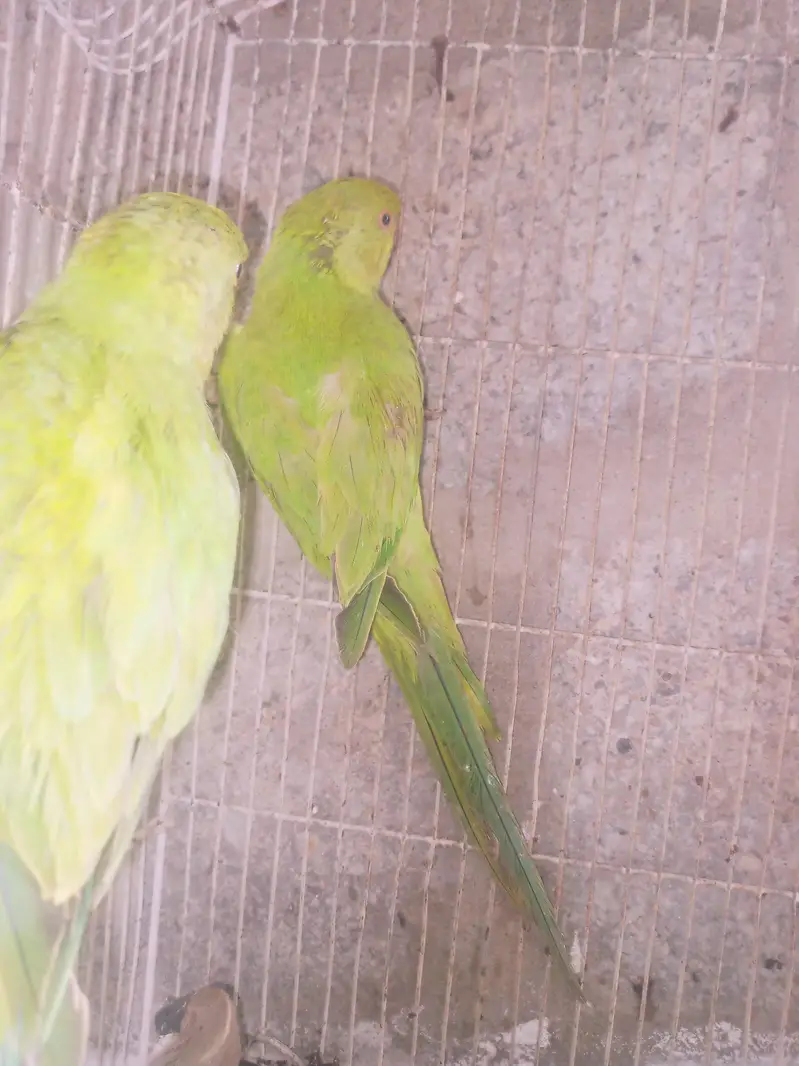 ringneck — photo 5