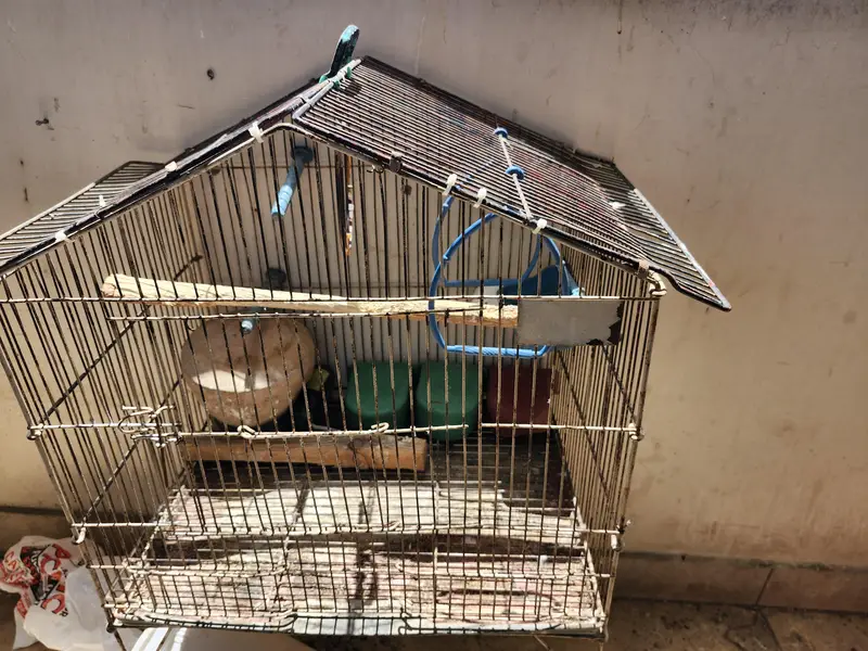 2 Cages for ( Ring neck , Cocktail,  Love birds ) — photo 2