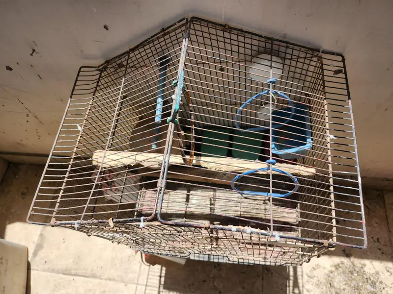 2 Cages for ( Ring neck , Cocktail,  Love birds ) — photo 3
