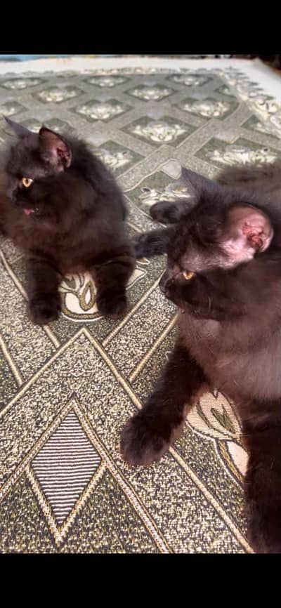 catss