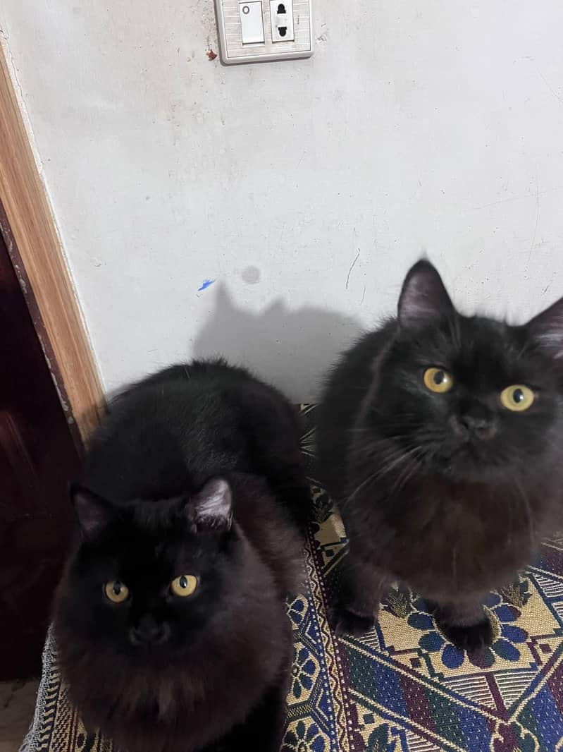 catss 1