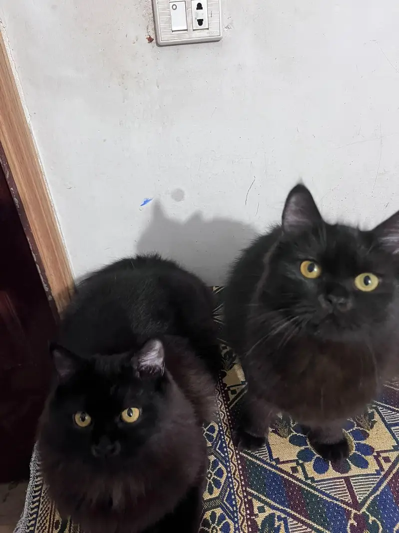 catss — photo 2
