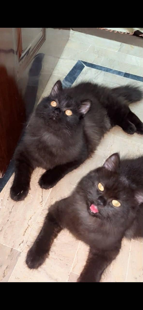 catss 2