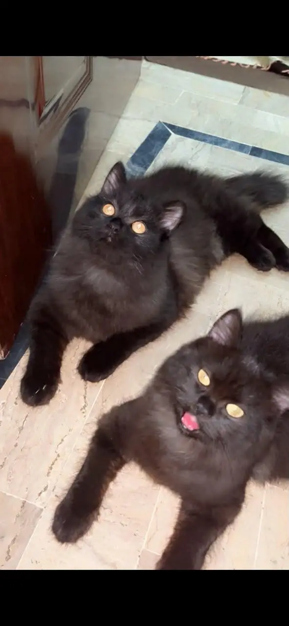 catss — photo 3