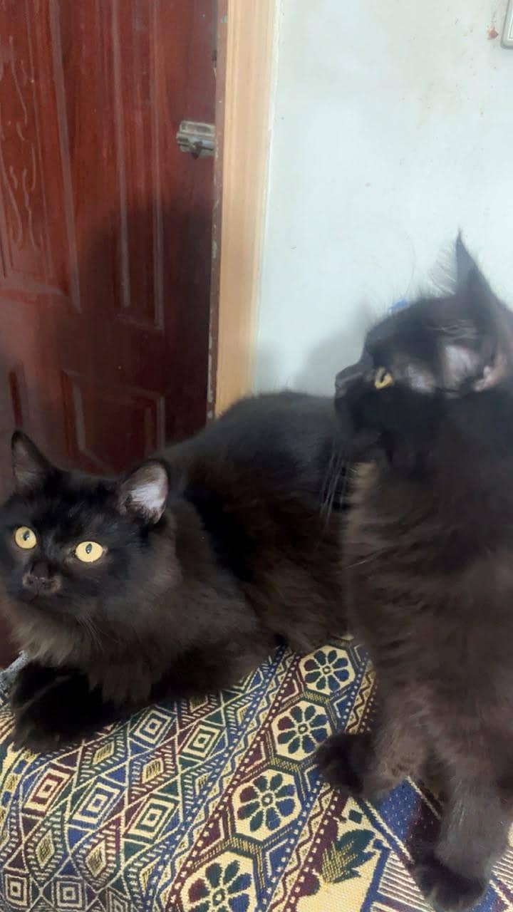 catss 3