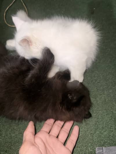 Persian cat kitten