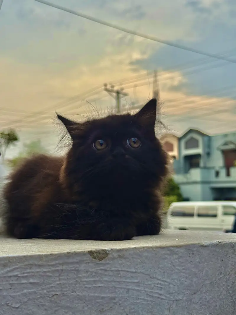 Persian cat kitten — photo 2