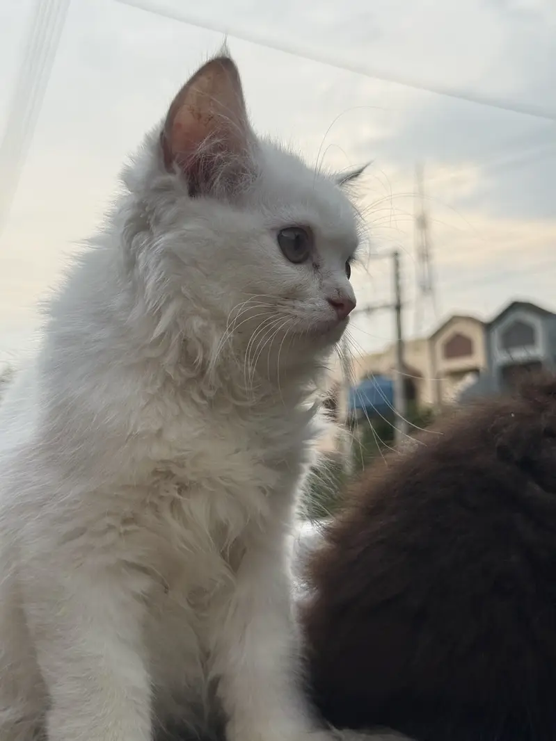 Persian cat kitten — photo 3