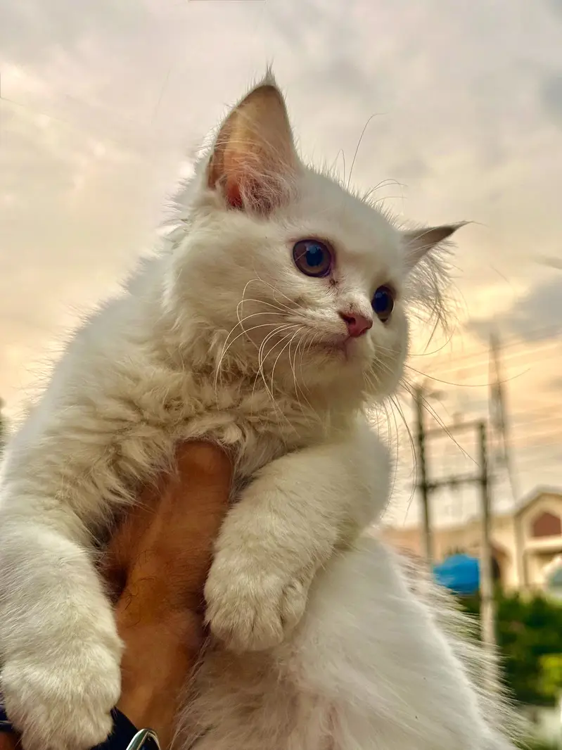 Persian cat kitten — photo 4